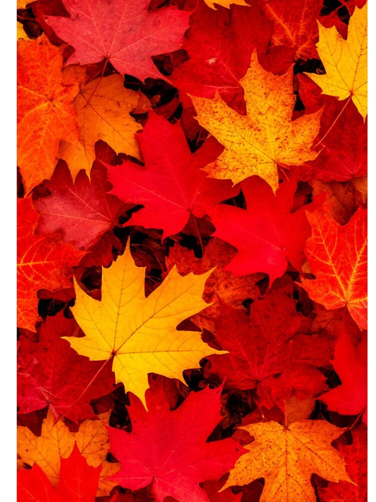 Red and Gold Maple Leaves — Autumn Fall Foliage Background by LYAN-STORE