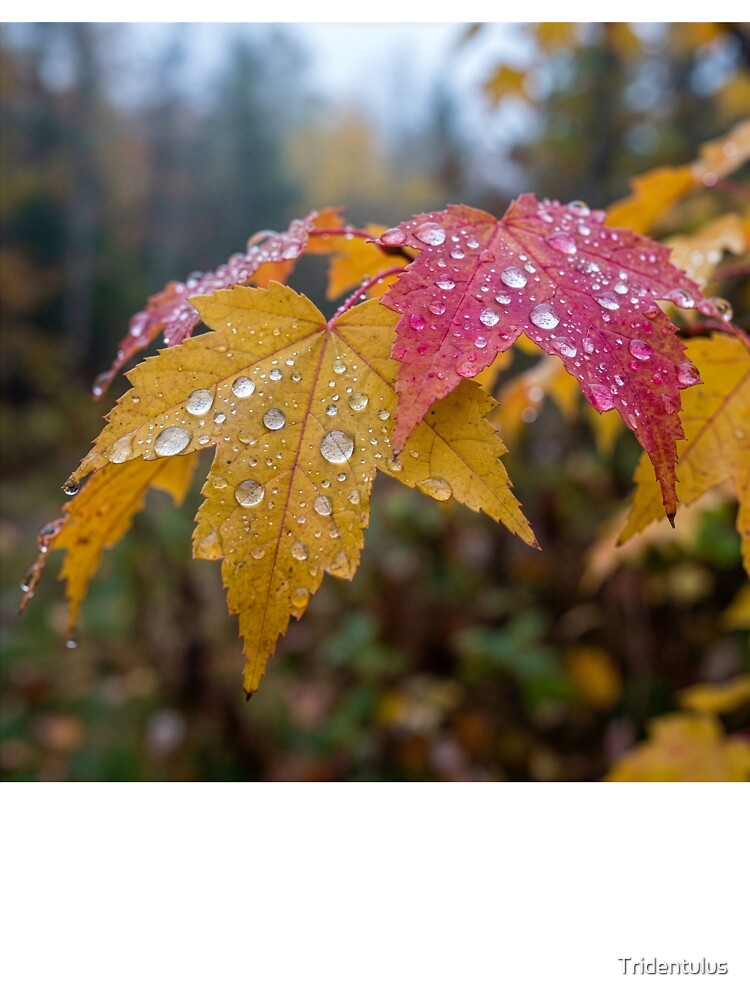 Fall Maple Leaves in the Rain by Tridentulus