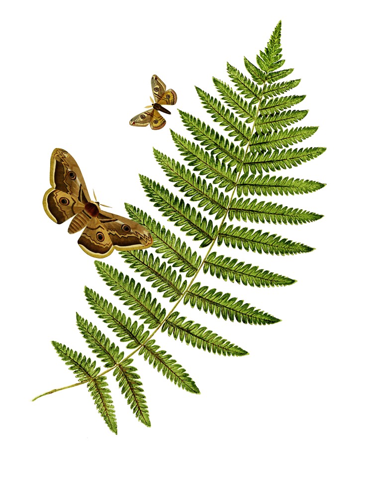 White moth and fern by FlowaDesign