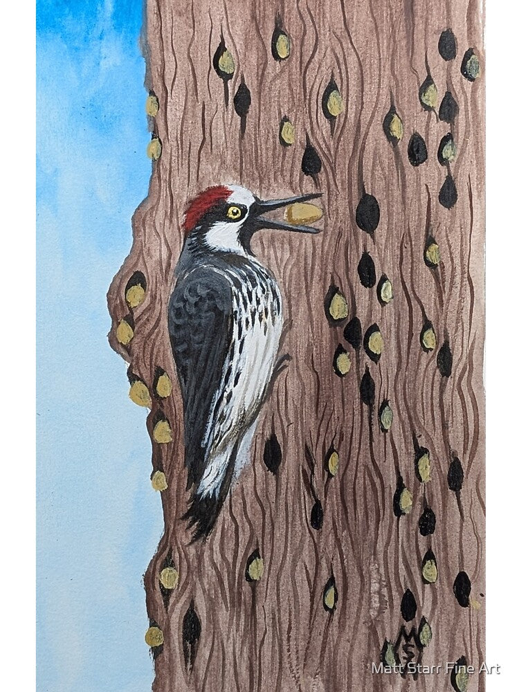 Acorn woodpecker storing acorns for the winter by Matt Starr Fine Art