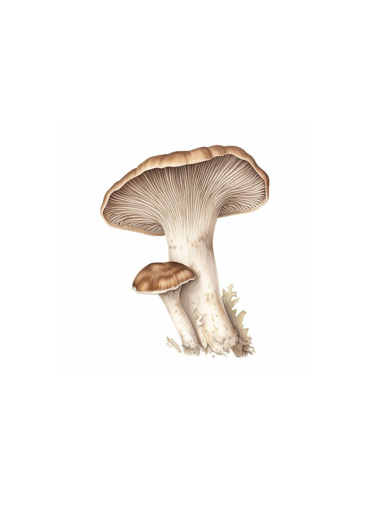 Oyster Mushroom by DigitalPalette1